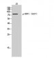 DRP1 (phospho Ser637) Polyclonal Antibody