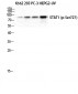 Stat1 (phospho Ser727) Polyclonal Antibody