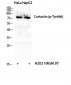 Cortactin (phospho Tyr466) Polyclonal Antibody
