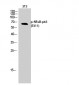 NFκB-p65 (phospho Ser311) Polyclonal Antibody
