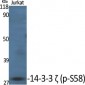 14-3-3 ζ (phospho Ser58) Polyclonal Antibody