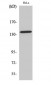 Amyloid-β (phospho Thr743) Polyclonal Antibody