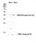CREB-1 (phospho Ser142) Polyclonal Antibody