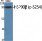 HSP90β (phospho Ser254) Polyclonal Antibody