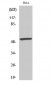 MEF-2 (phospho Ser408) Polyclonal Antibody