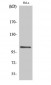 NFκB-p105 (phospho Ser927) Polyclonal Antibody