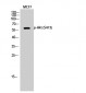 Akt (phospho Ser473) Polyclonal Antibody