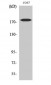 Neu (phospho Tyr1221/Y1222) Polyclonal Antibody