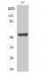 Cot (phospho Thr290) Polyclonal Antibody