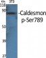 Caldesmon (phospho Ser789) Polyclonal Antibody
