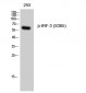IRF-3 (phospho Ser385) Polyclonal Antibody