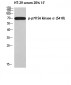 p70 S6 kinase α (phospho Ser418) Polyclonal Antibody