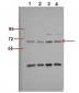 p70 S6 kinase α (phospho Ser418) Polyclonal Antibody