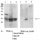 PP2A-Cα (phospho Tyr307) Polyclonal Antibody