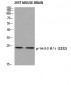 14-3-3 θ/τ (phospho Ser232) Polyclonal Antibody
