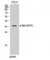 Net (phospho Ser357) Polyclonal Antibody