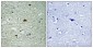 HDAC6 (phospho Ser22) Polyclonal Antibody