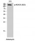 HDAC6 (phospho Ser22) Polyclonal Antibody