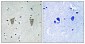 DREAM (phospho Ser63) Polyclonal Antibody