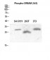 DREAM (phospho Ser63) Polyclonal Antibody
