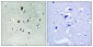 Cdc16 (phospho Ser560) Polyclonal Antibody