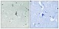 IL-8Rβ (phospho Ser347) Polyclonal Antibody