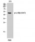 IL-8Rβ (phospho Ser347) Polyclonal Antibody