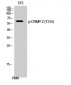 CRMP-2 (phospho Thr514) Polyclonal Antibody