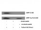 DARPP-32 (phospho Thr34) Polyclonal Antibody