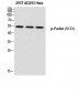 Parkin (phospho Ser131) Polyclonal Antibody