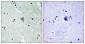 ErbB-3 (phospho Tyr1328) Polyclonal Antibody