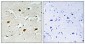 p27 (phospho Thr157) Polyclonal Antibody