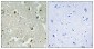 p27 (phospho Ser178) Polyclonal Antibody