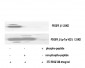 PDGFR-β (phospho Tyr1021) Polyclonal Antibody
