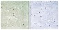 Rb (phospho Ser612) Polyclonal Antibody