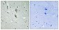 IL-1RI (phospho Tyr496) Polyclonal Antibody