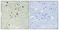 DNA Ligase IV (phospho Thr650) Polyclonal Antibody