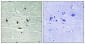 JAK2 (phospho Tyr119) Polyclonal Antibody