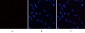 PERK (phospho Thr981) Polyclonal Antibody