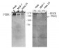 PERK (phospho Thr981) Polyclonal Antibody