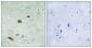 TTK (phospho Thr676) Polyclonal Antibody