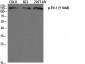 Flt-1 (phospho Tyr1048) Polyclonal Antibody