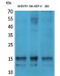 Synuclein-α (phospho Tyr125) Polyclonal Antibody