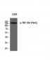 TBC1D4 (phospho Thr642) Polyclonal Antibody