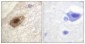 DDX3 (phospho Thr322) Polyclonal Antibody