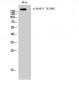 ErbB-3 (phospho Tyr1289) Polyclonal Antibody