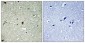 HIRA (phospho Thr555) Polyclonal Antibody