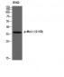 Mcl-1 (phospho Ser159) Polyclonal Antibody