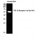 TGFβ RI (phospho Ser165) Polyclonal Antibody