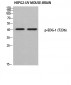 EDG-1 (phospho Thr236) Polyclonal Antibody